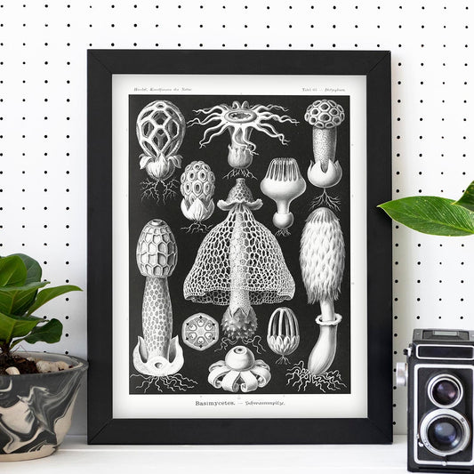 Lamina artistica decorativa con ilustración de BASIMYCETES estilo Vintage-Artwork-Nacnic-Nacnic Estudio SL