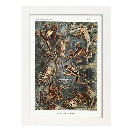 Lamina artistica decorativa con ilustración de Batrachia estilo Vintage-Artwork-Nacnic-A4-Marco Blanco-Nacnic Estudio SL