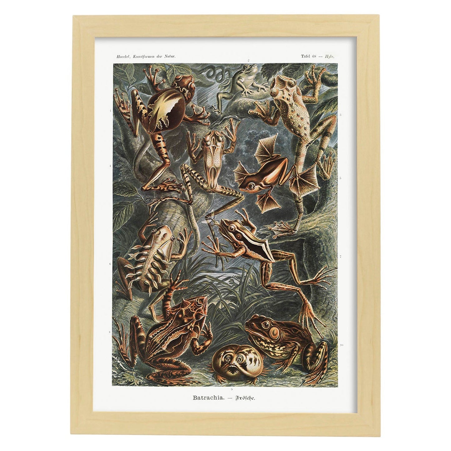 Lamina artistica decorativa con ilustración de Batrachia estilo Vintage-Artwork-Nacnic-A4-Marco Madera clara-Nacnic Estudio SL