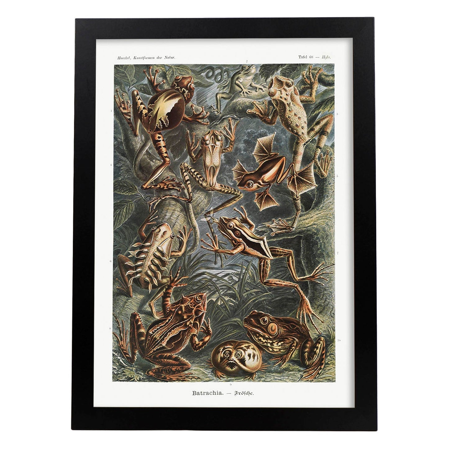 Lamina artistica decorativa con ilustración de Batrachia estilo Vintage-Artwork-Nacnic-A4-Marco Negro-Nacnic Estudio SL