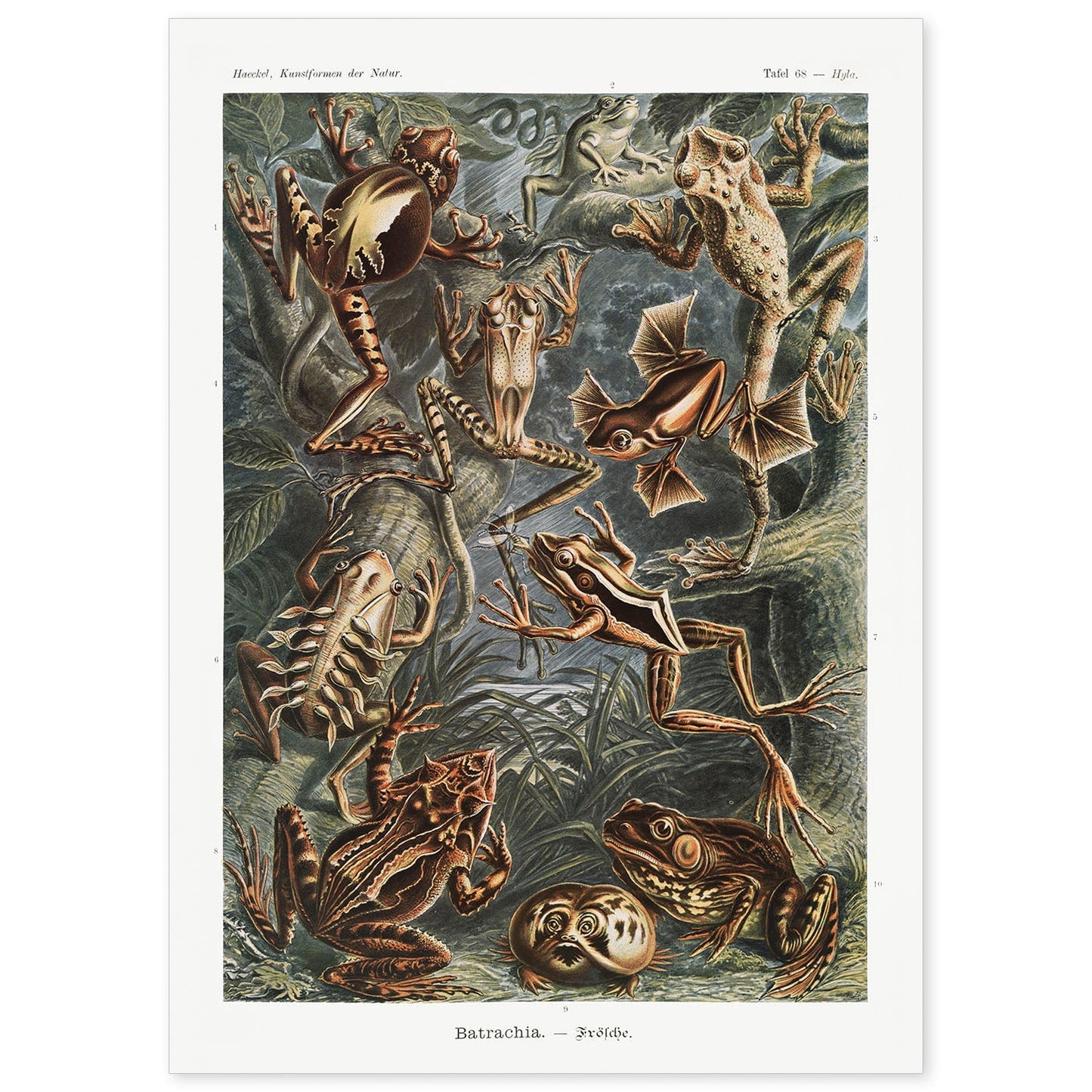 Lamina artistica decorativa con ilustración de Batrachia estilo Vintage-Artwork-Nacnic-A4-Sin marco-Nacnic Estudio SL