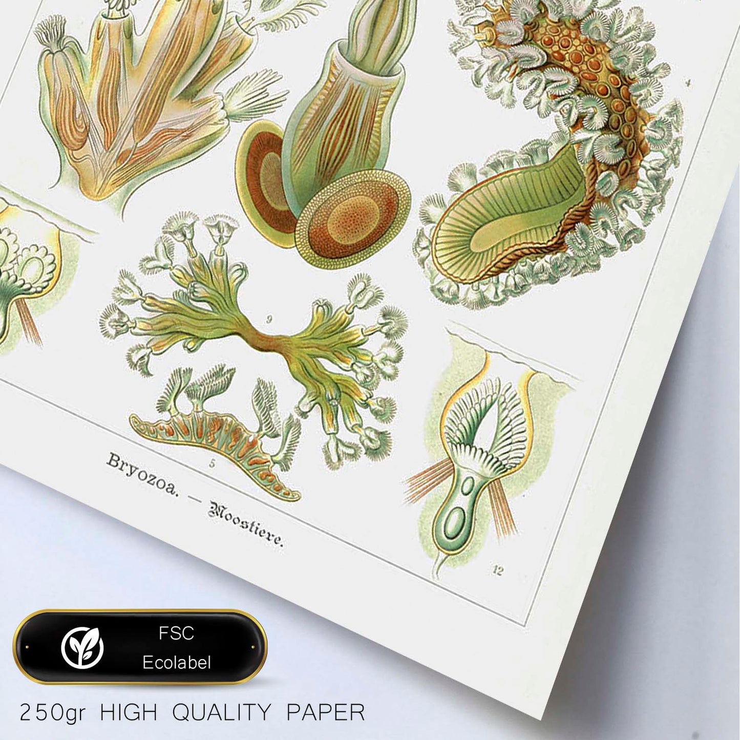 Lamina artistica decorativa con ilustración de Briozoario estilo Vintage-Artwork-Nacnic-Nacnic Estudio SL