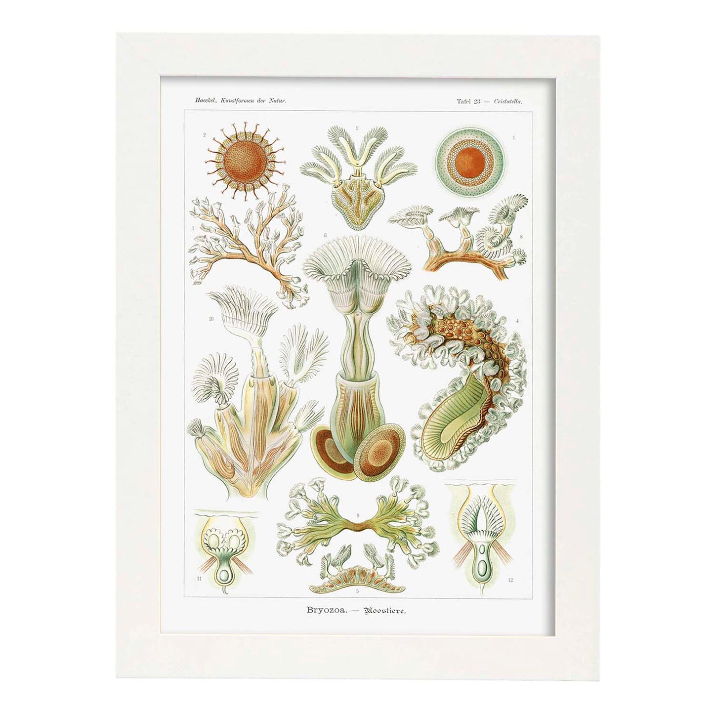 Lamina artistica decorativa con ilustración de Briozoario estilo Vintage-Artwork-Nacnic-A3-Marco Blanco-Nacnic Estudio SL