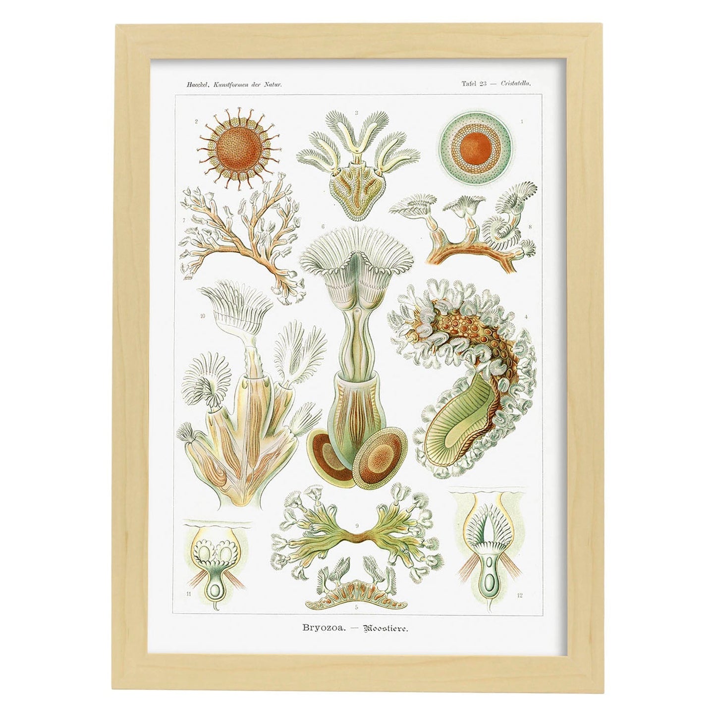 Lamina artistica decorativa con ilustración de Briozoario estilo Vintage-Artwork-Nacnic-A3-Marco Madera clara-Nacnic Estudio SL