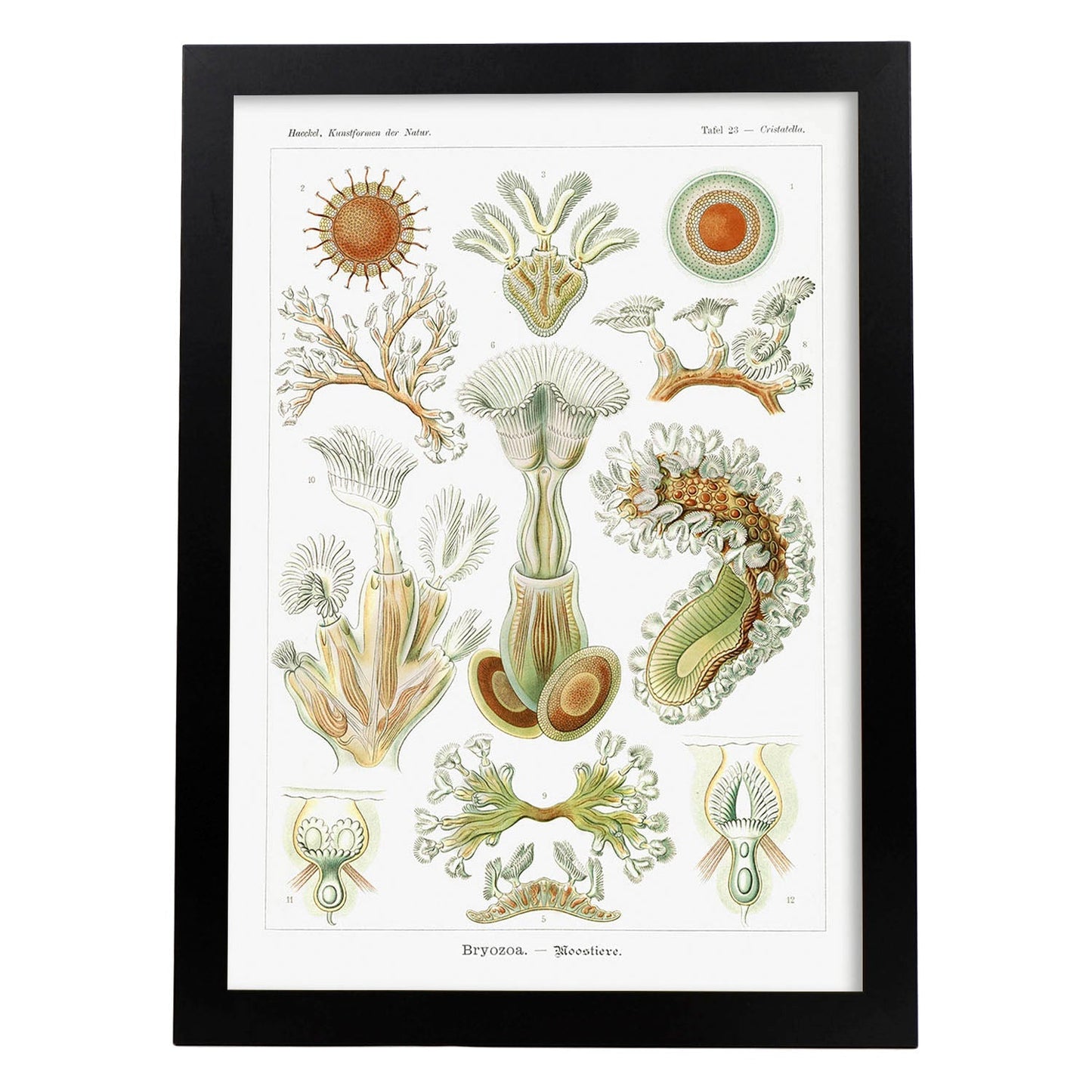 Lamina artistica decorativa con ilustración de Briozoario estilo Vintage-Artwork-Nacnic-A3-Marco Negro-Nacnic Estudio SL