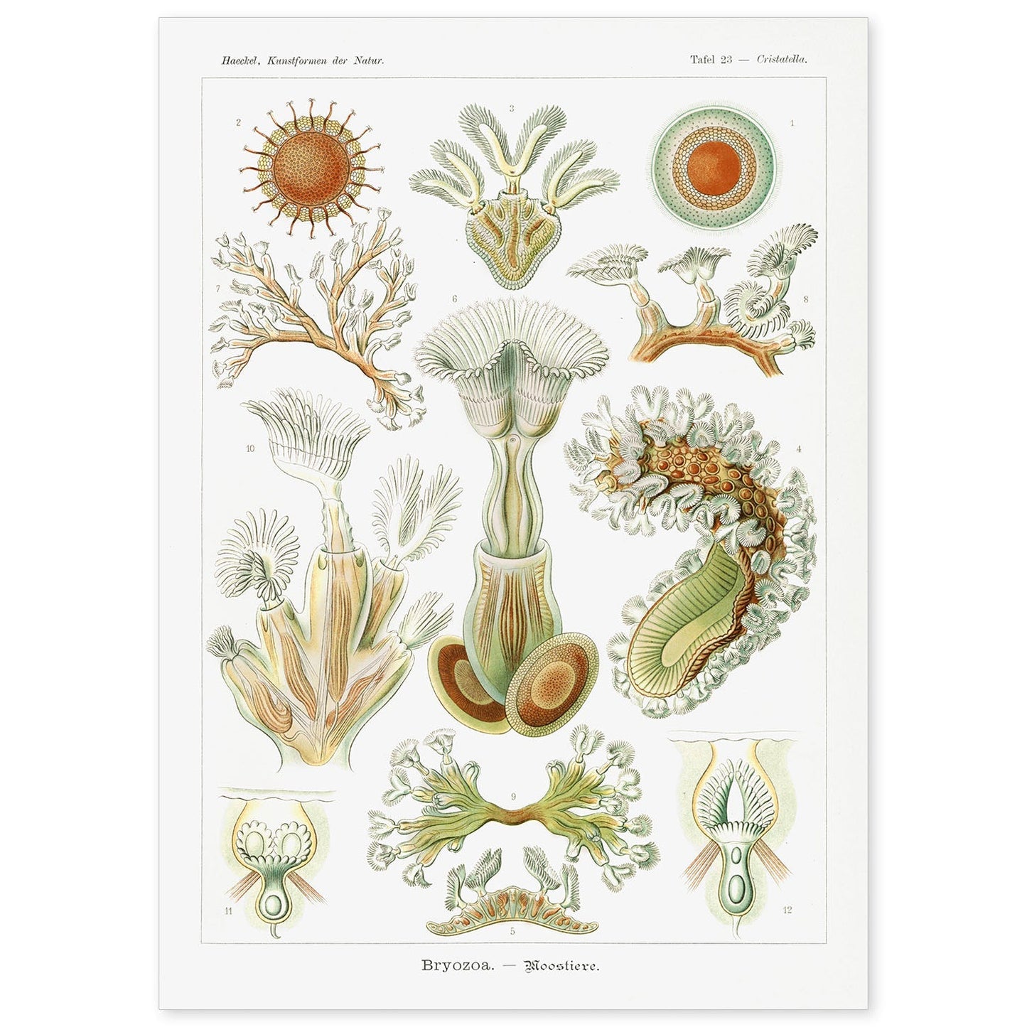 Lamina artistica decorativa con ilustración de Briozoario estilo Vintage-Artwork-Nacnic-A4-Sin marco-Nacnic Estudio SL