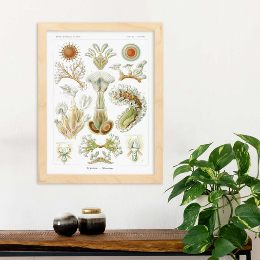 Lamina artistica decorativa con ilustración de Briozoario estilo Vintage-Artwork-Nacnic-Nacnic Estudio SL