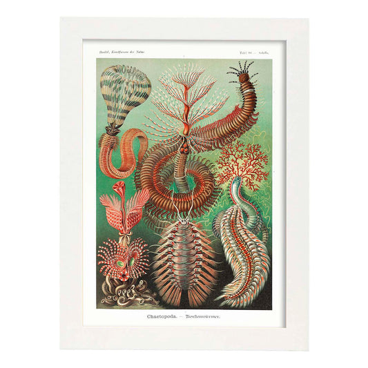 Lamina artistica decorativa con ilustración de Chaetopoda estilo Vintage-Artwork-Nacnic-A4-Marco Blanco-Nacnic Estudio SL
