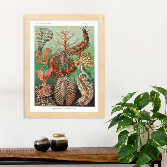 Lamina artistica decorativa con ilustración de Chaetopoda estilo Vintage-Artwork-Nacnic-Nacnic Estudio SL