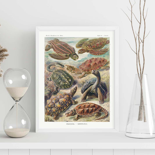 Lamina artistica decorativa con ilustración de Chelonia estilo Vintage-Artwork-Nacnic-Nacnic Estudio SL