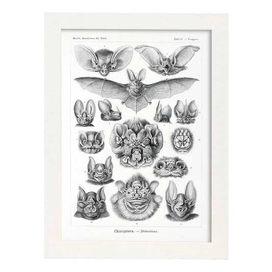 Lamina artistica decorativa con ilustración de Chiroptera estilo Vintage-Artwork-Nacnic-A4-Marco Blanco-Nacnic Estudio SL