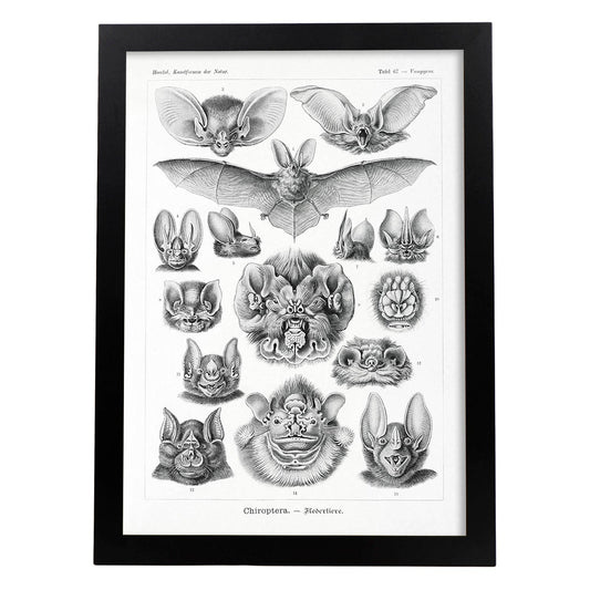Lamina artistica decorativa con ilustración de Chiroptera estilo Vintage-Artwork-Nacnic-A4-Marco Negro-Nacnic Estudio SL