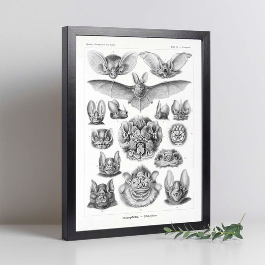 Lamina artistica decorativa con ilustración de Chiroptera estilo Vintage-Artwork-Nacnic-Nacnic Estudio SL