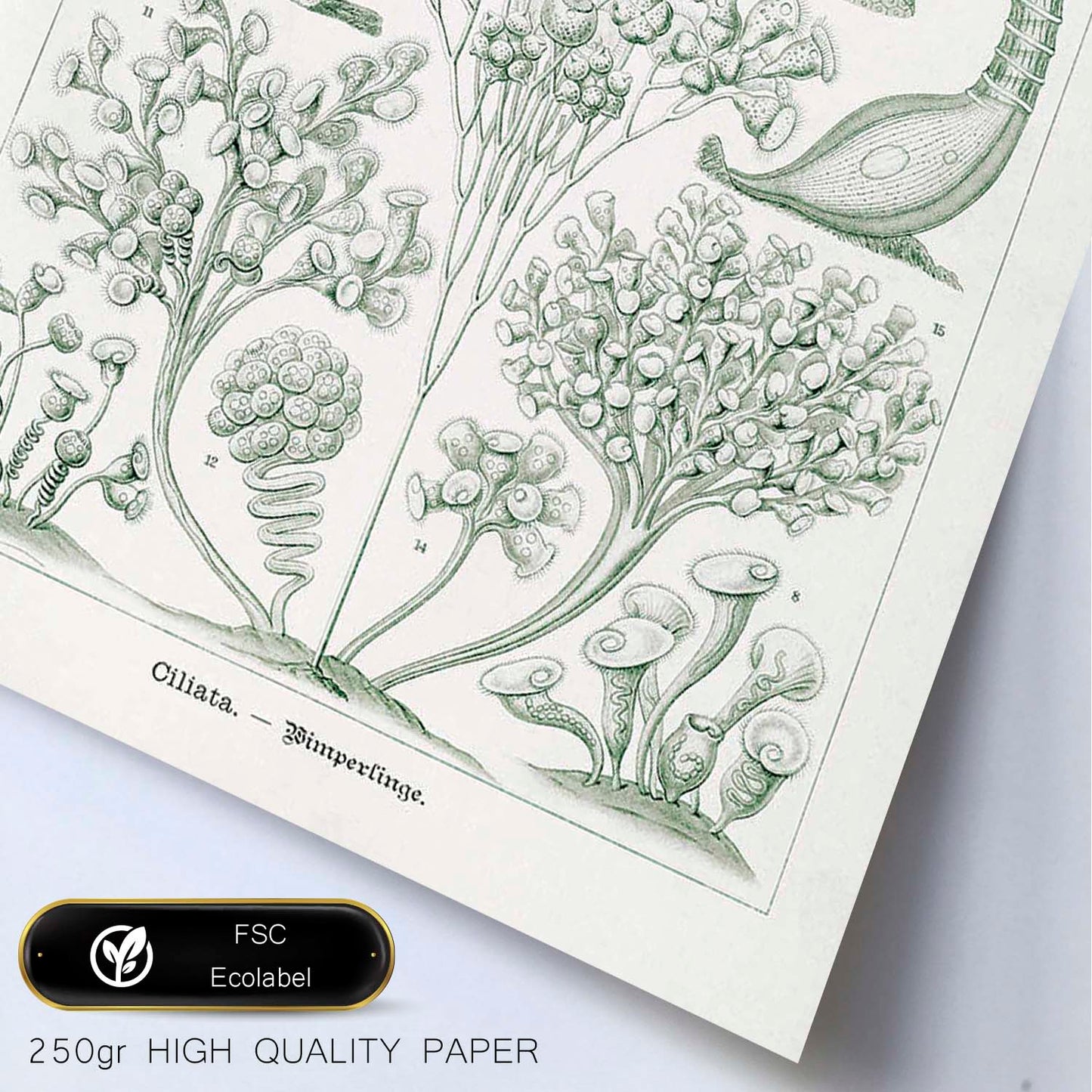 Lamina artistica decorativa con ilustración de Ciliata estilo Vintage-Artwork-Nacnic-Nacnic Estudio SL