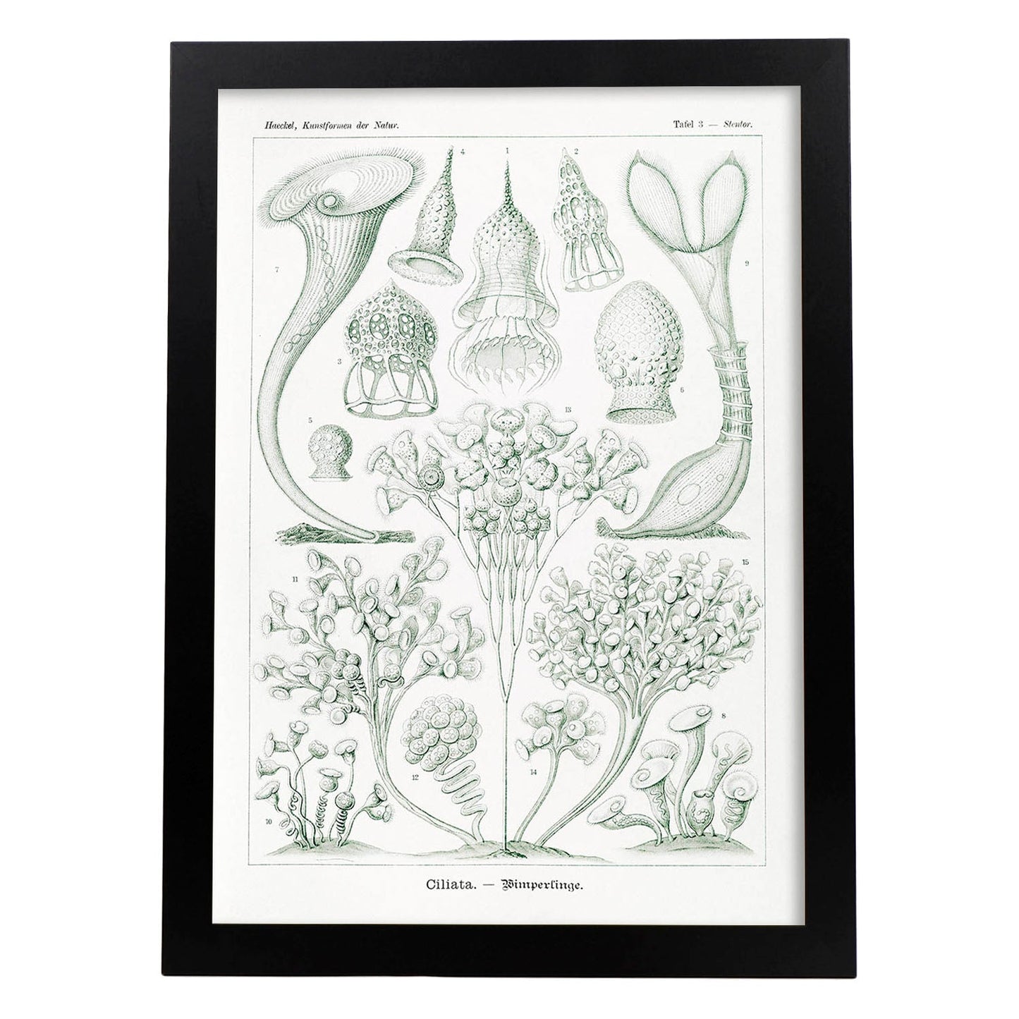 Lamina artistica decorativa con ilustración de Ciliata estilo Vintage-Artwork-Nacnic-A3-Marco Negro-Nacnic Estudio SL