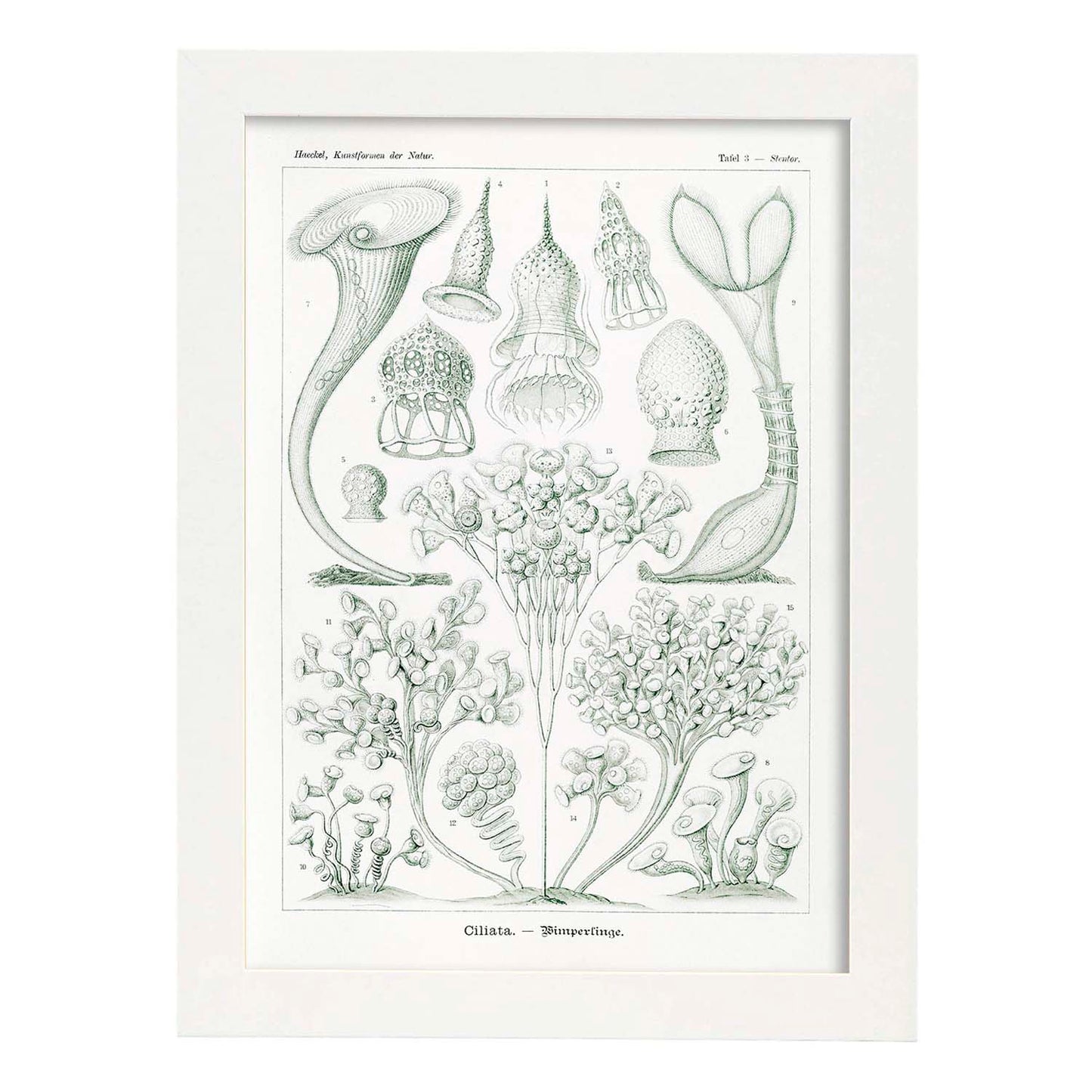 Lamina artistica decorativa con ilustración de Ciliata estilo Vintage-Artwork-Nacnic-A4-Marco Blanco-Nacnic Estudio SL