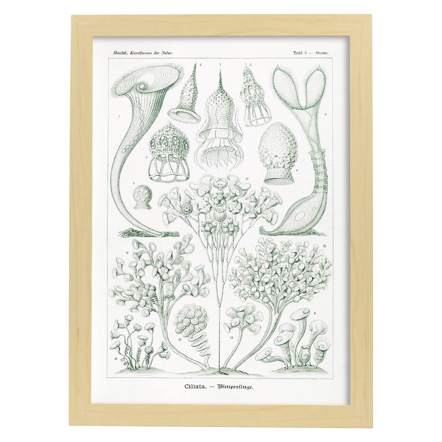Lamina artistica decorativa con ilustración de Ciliata estilo Vintage-Artwork-Nacnic-A4-Marco Madera clara-Nacnic Estudio SL
