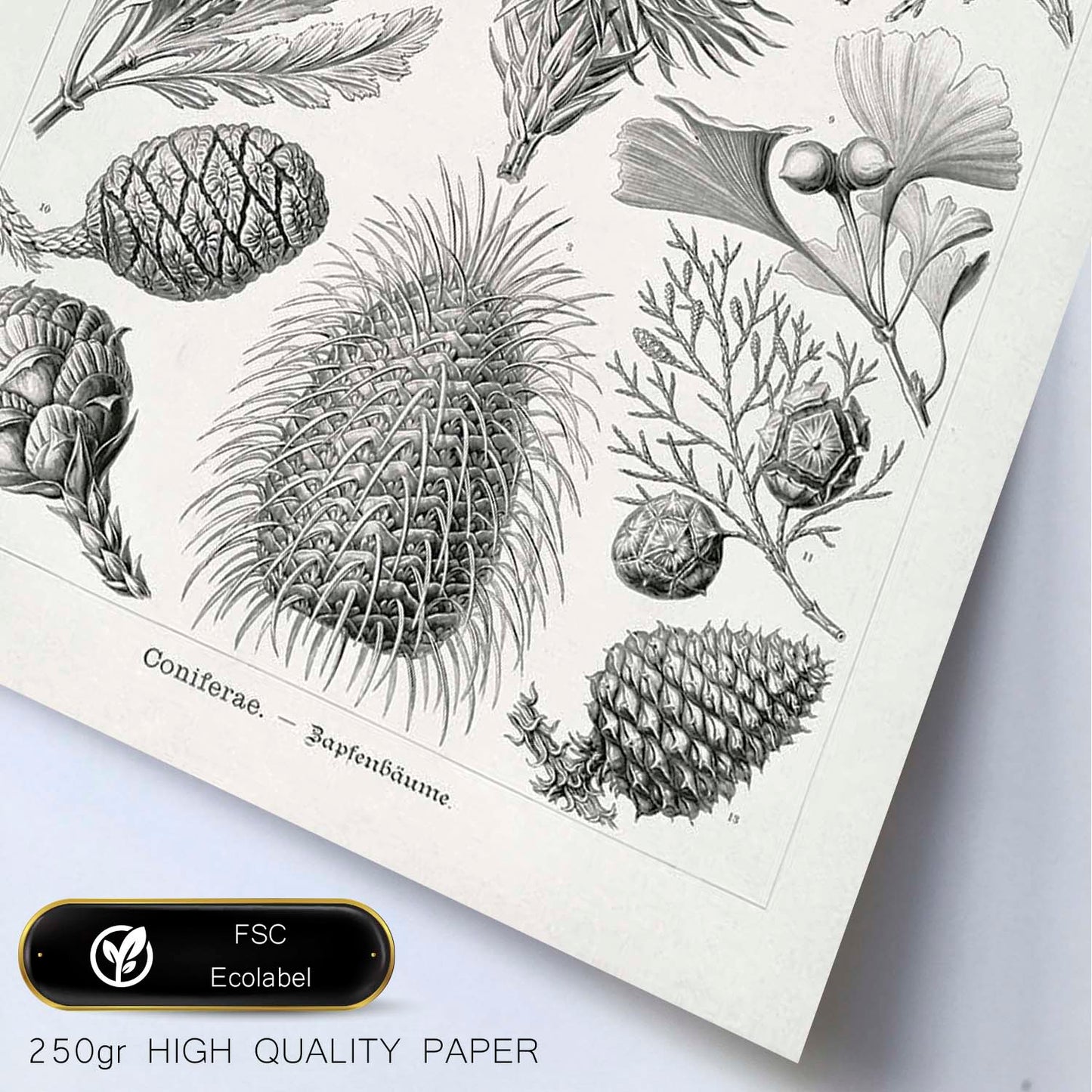 Lamina artistica decorativa con ilustración de Coniferae estilo Vintage-Artwork-Nacnic-Nacnic Estudio SL