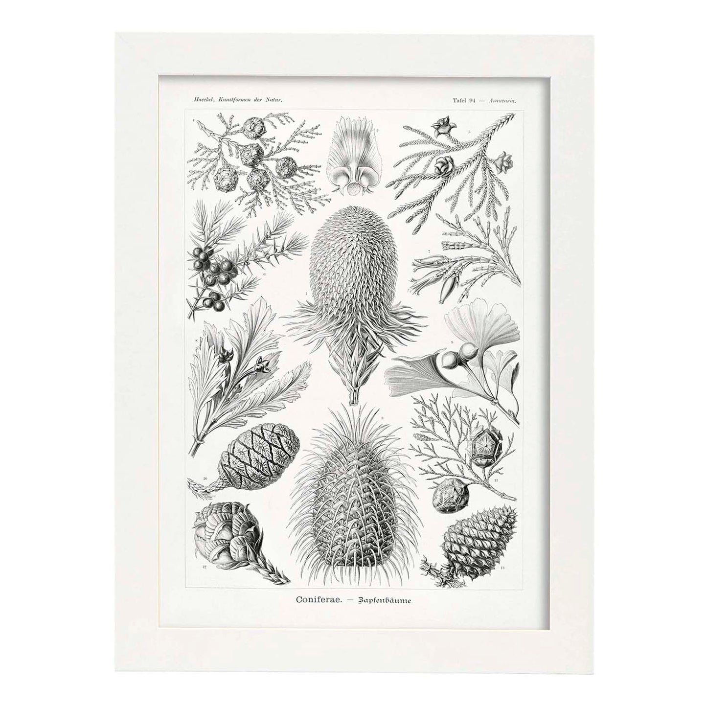 Lamina artistica decorativa con ilustración de Coniferae estilo Vintage-Artwork-Nacnic-A3-Marco Blanco-Nacnic Estudio SL