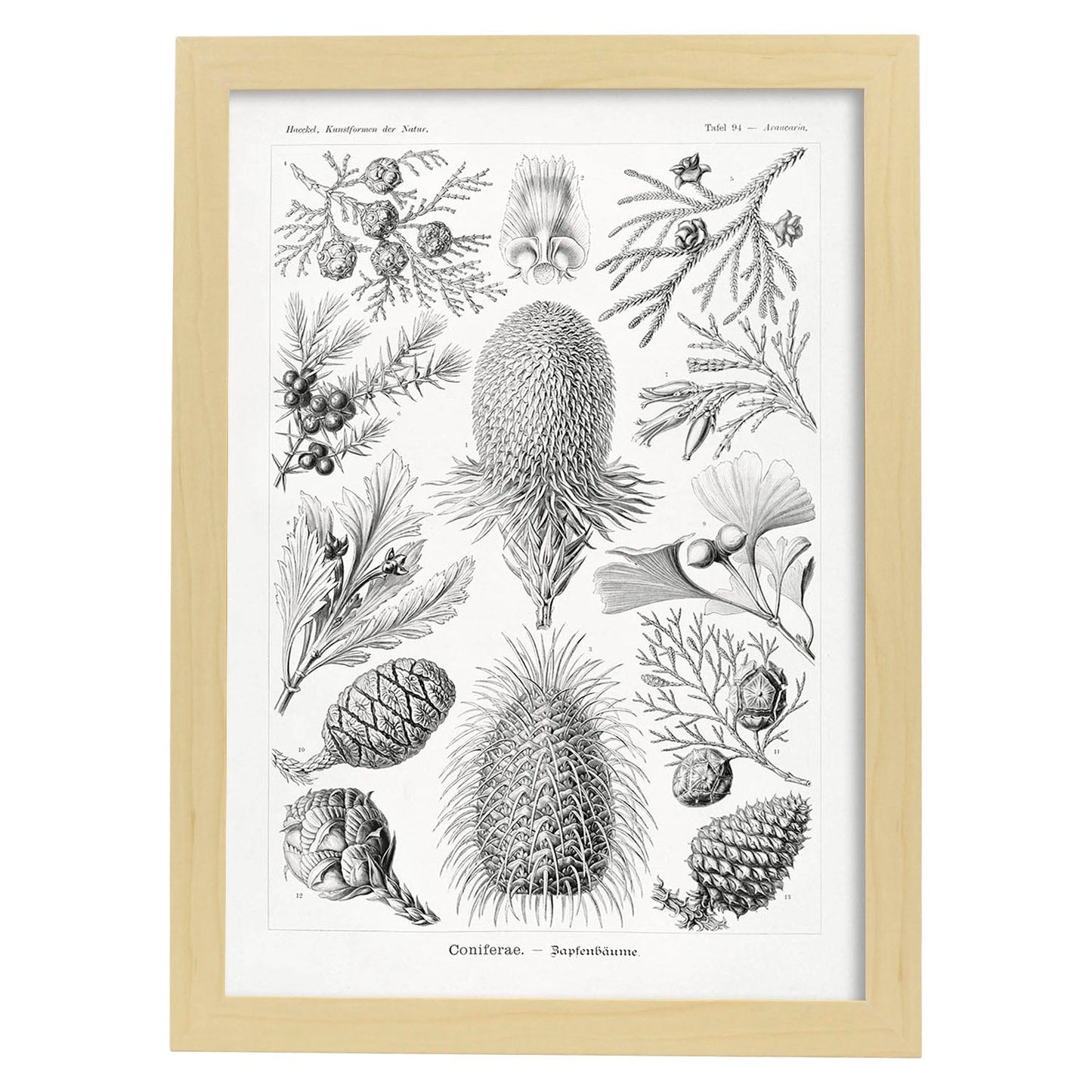 Lamina artistica decorativa con ilustración de Coniferae estilo Vintage-Artwork-Nacnic-A4-Marco Madera clara-Nacnic Estudio SL