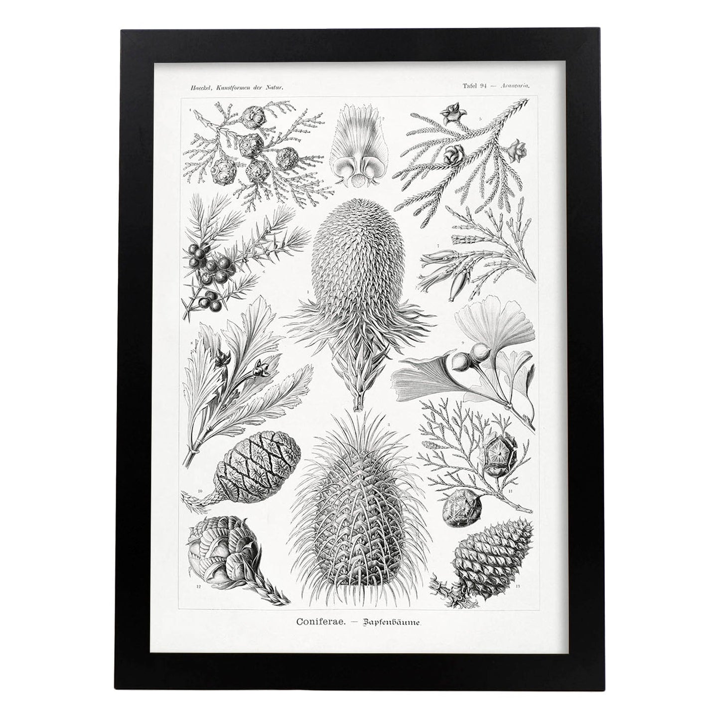 Lamina artistica decorativa con ilustración de Coniferae estilo Vintage-Artwork-Nacnic-A4-Marco Negro-Nacnic Estudio SL
