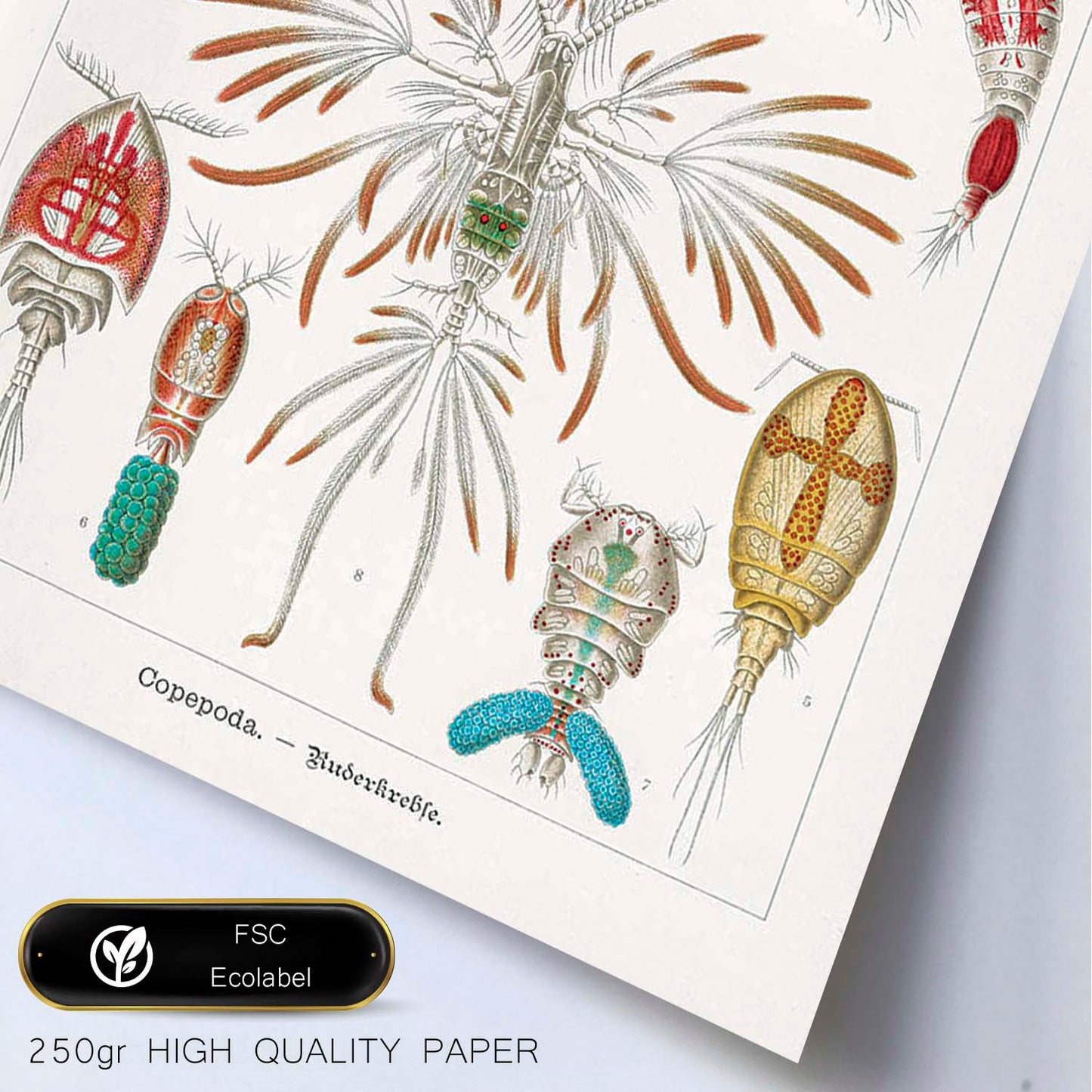 Lamina artistica decorativa con ilustración de Copépodo estilo Vintage-Artwork-Nacnic-Nacnic Estudio SL