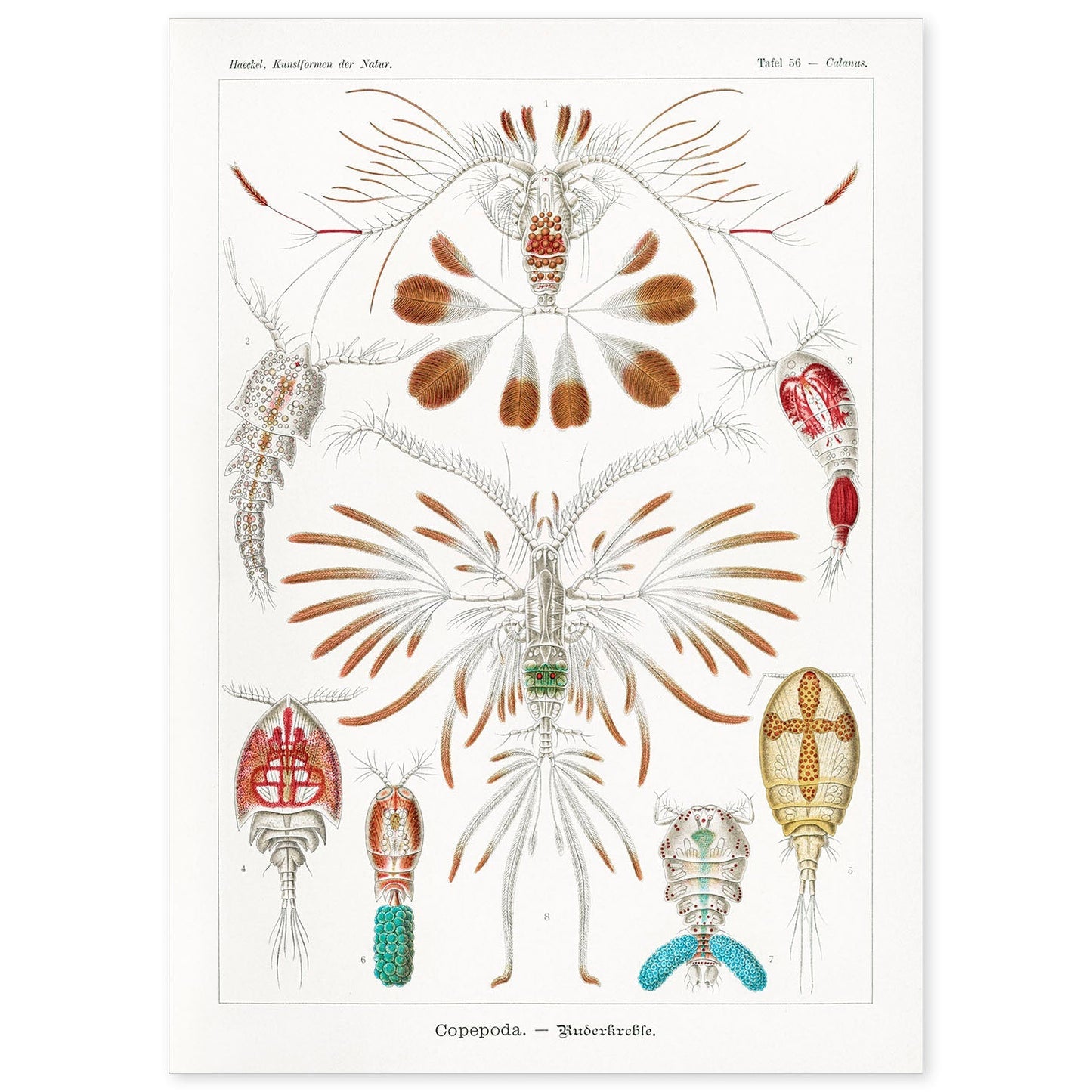 Lamina artistica decorativa con ilustración de Copépodo estilo Vintage-Artwork-Nacnic-A4-Sin marco-Nacnic Estudio SL