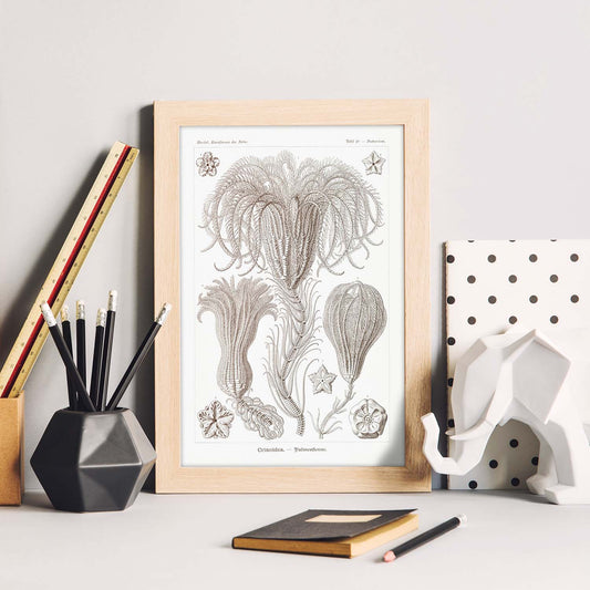 Lamina artistica decorativa con ilustración de Crinoidea estilo Vintage-Artwork-Nacnic-Nacnic Estudio SL