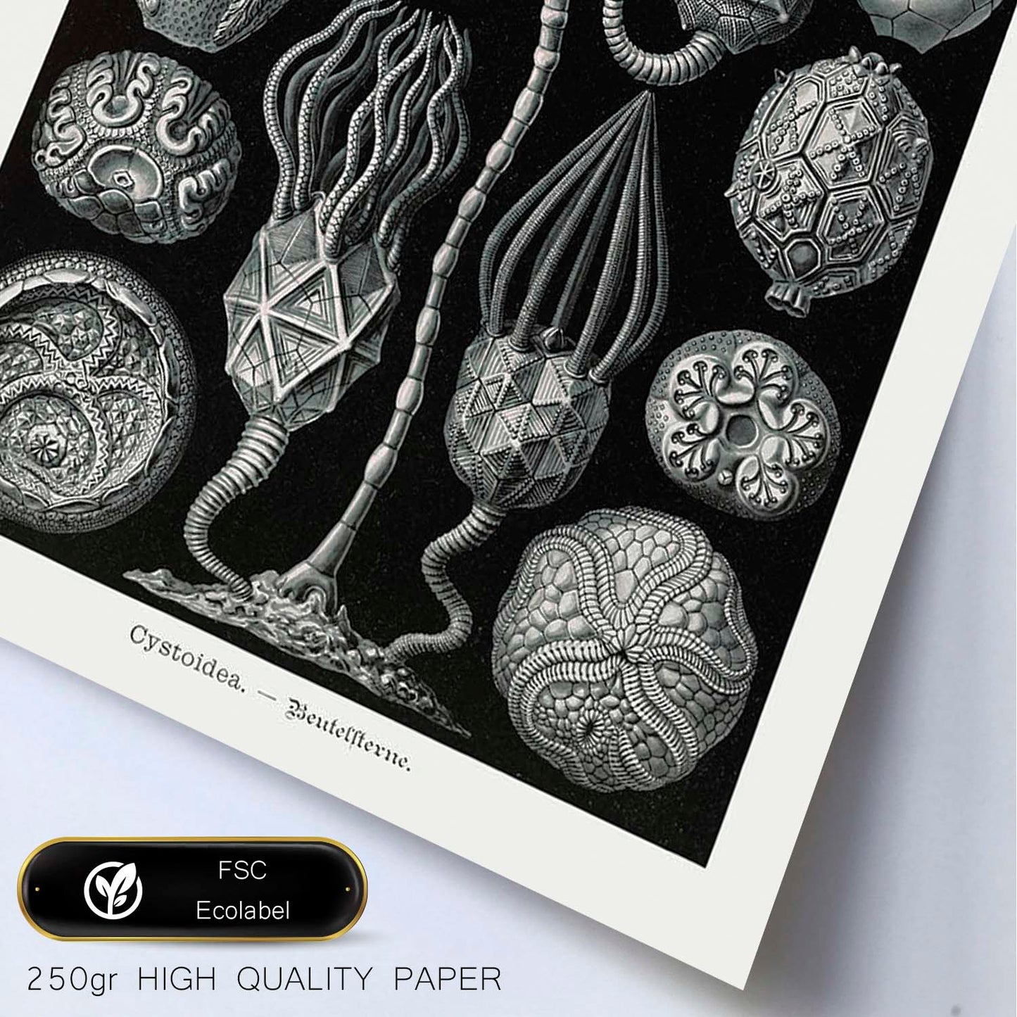 Lamina artistica decorativa con ilustración de Cstoidea estilo Vintage-Artwork-Nacnic-Nacnic Estudio SL