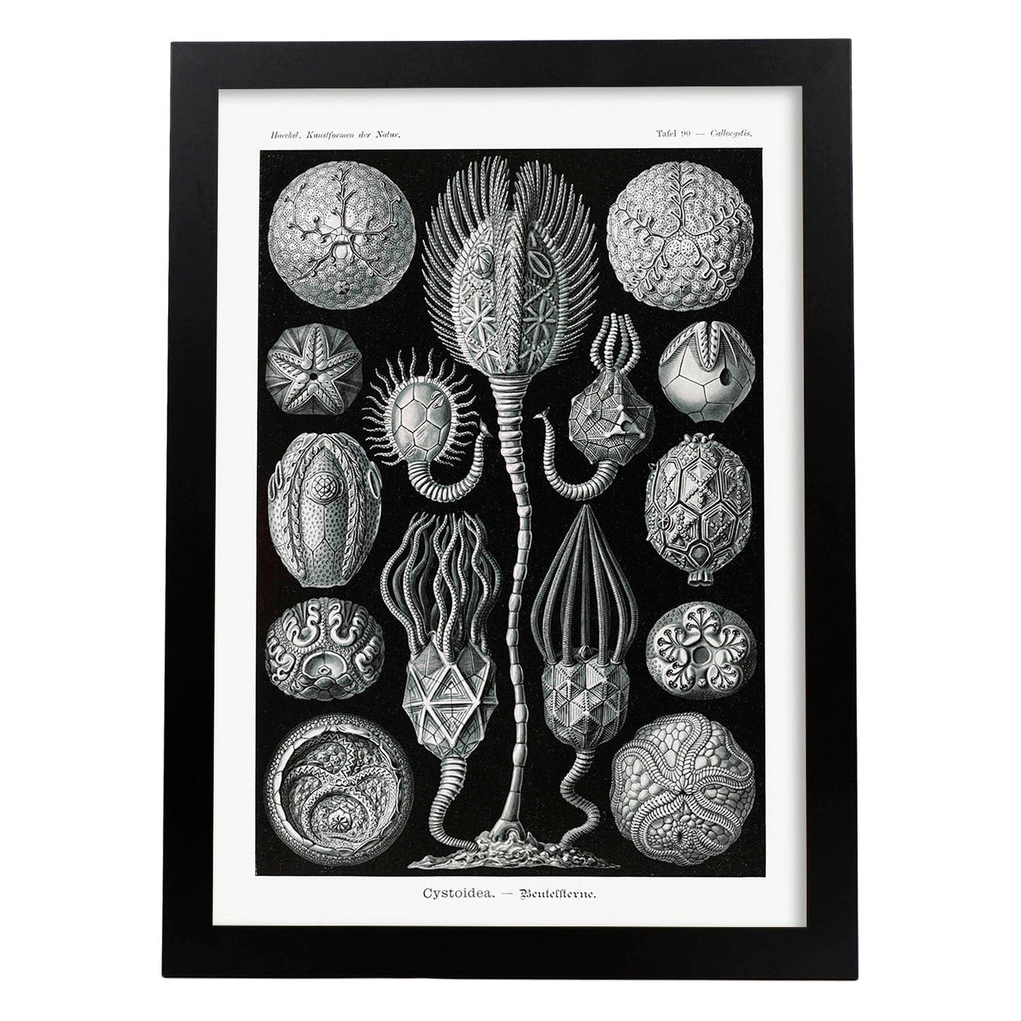 Lamina artistica decorativa con ilustración de Cstoidea estilo Vintage-Artwork-Nacnic-A3-Marco Negro-Nacnic Estudio SL