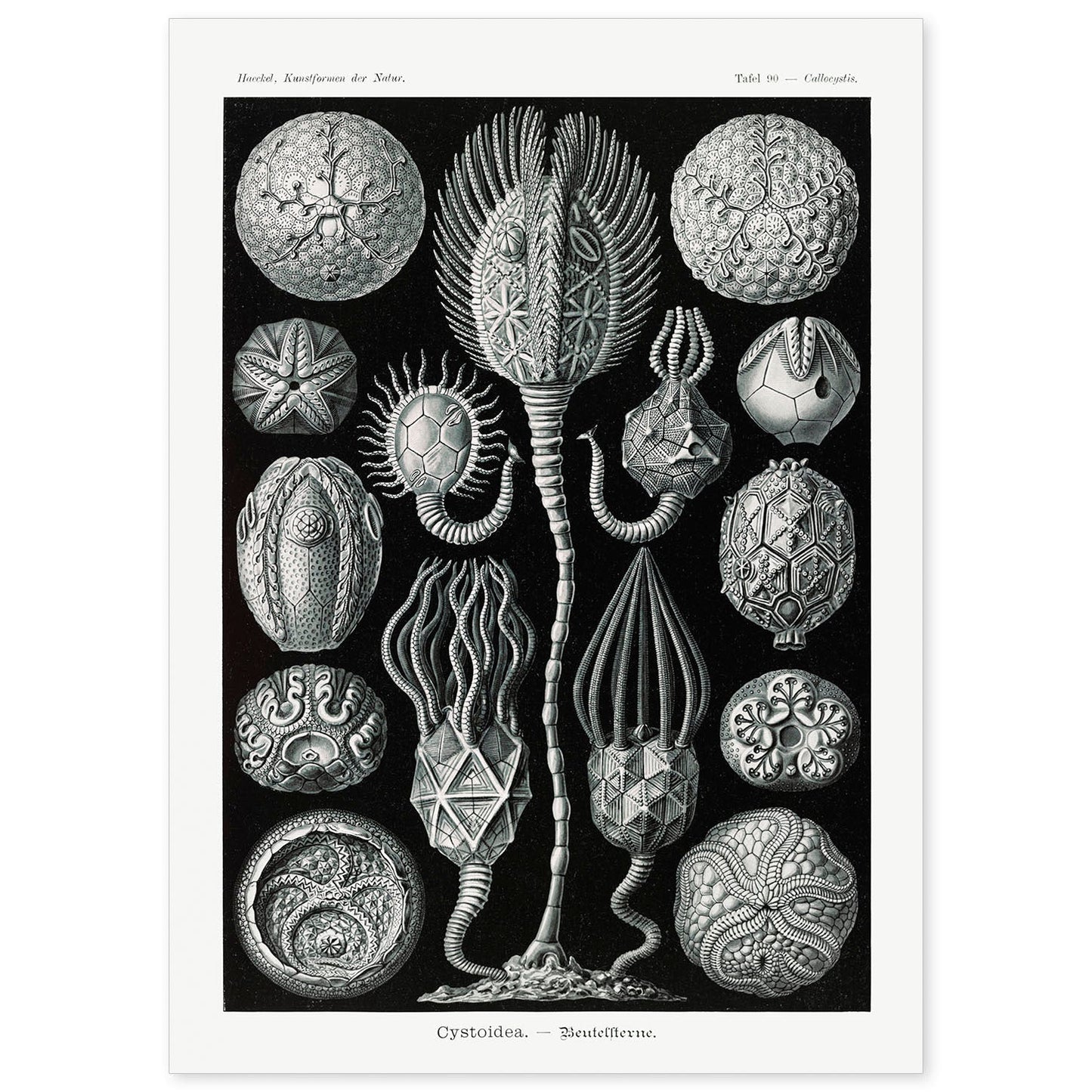 Lamina artistica decorativa con ilustración de Cstoidea estilo Vintage-Artwork-Nacnic-A4-Sin marco-Nacnic Estudio SL