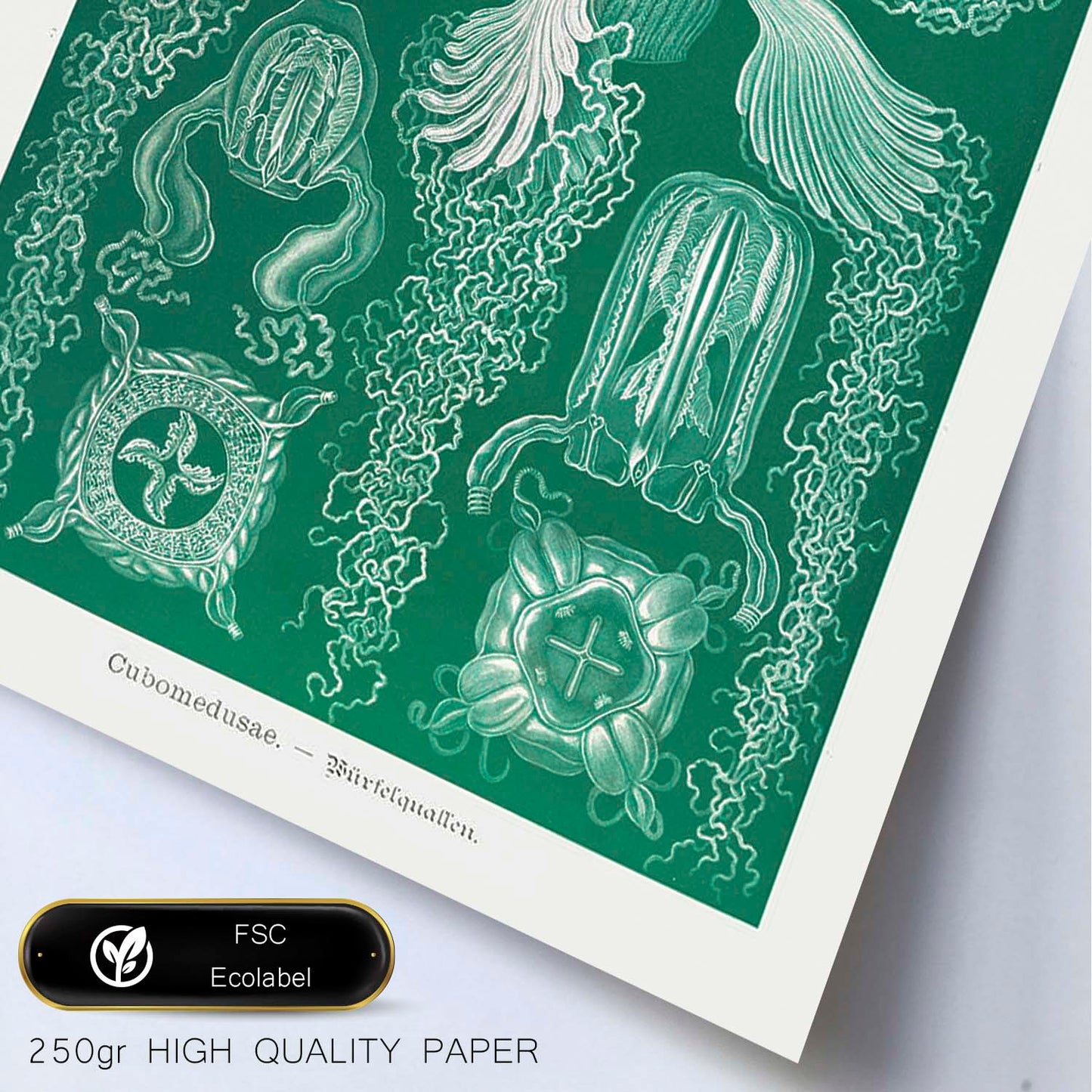 Lamina artistica decorativa con ilustración de Cubomedusae estilo Vintage-Artwork-Nacnic-Nacnic Estudio SL