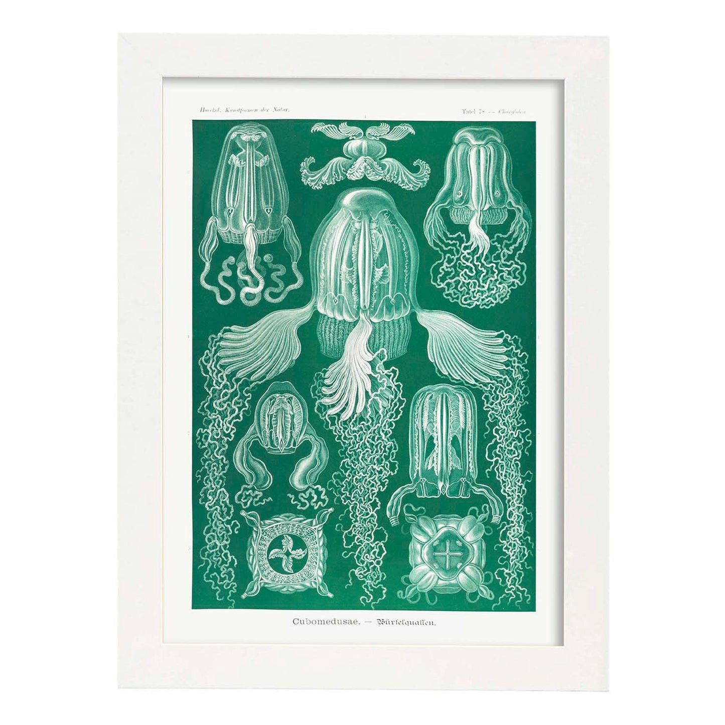 Lamina artistica decorativa con ilustración de Cubomedusae estilo Vintage-Artwork-Nacnic-A4-Marco Blanco-Nacnic Estudio SL