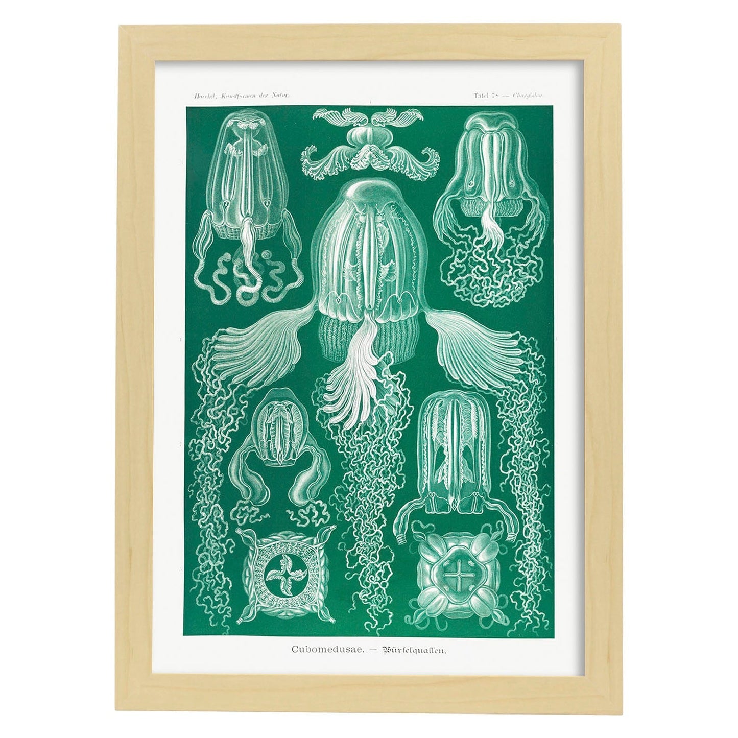 Lamina artistica decorativa con ilustración de Cubomedusae estilo Vintage-Artwork-Nacnic-A4-Marco Madera clara-Nacnic Estudio SL