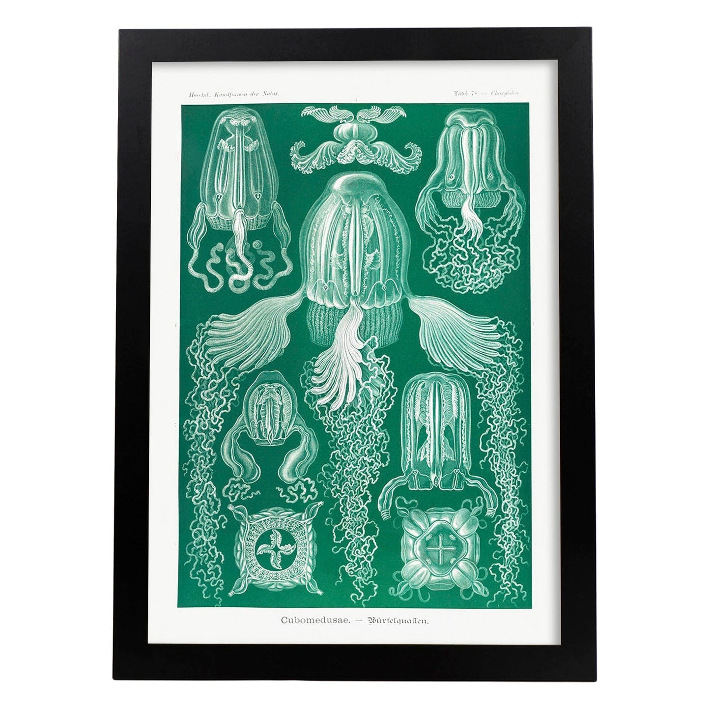 Lamina artistica decorativa con ilustración de Cubomedusae estilo Vintage-Artwork-Nacnic-A4-Marco Negro-Nacnic Estudio SL