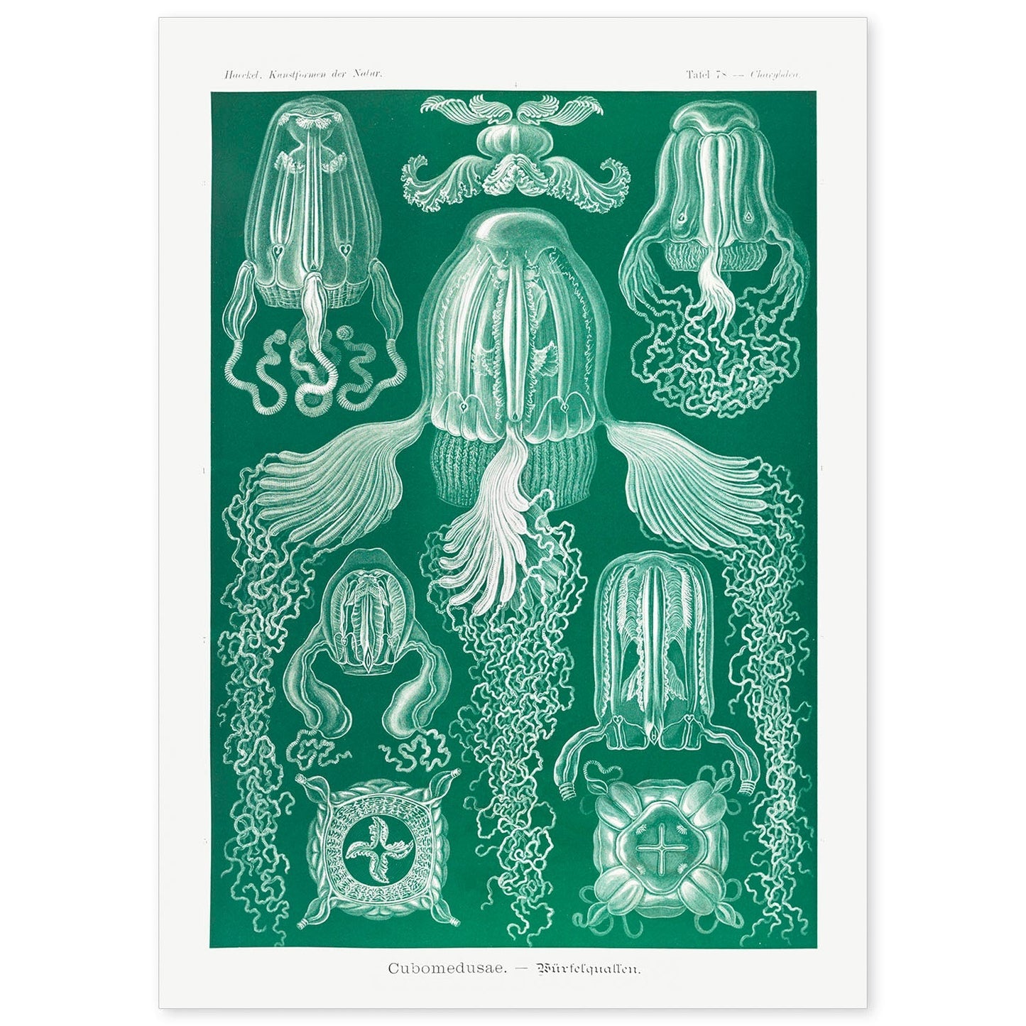 Lamina artistica decorativa con ilustración de Cubomedusae estilo Vintage-Artwork-Nacnic-A4-Sin marco-Nacnic Estudio SL