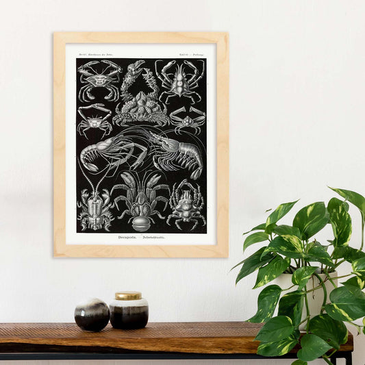 Lamina artistica decorativa con ilustración de Decapoda estilo Vintage-Artwork-Nacnic-Nacnic Estudio SL