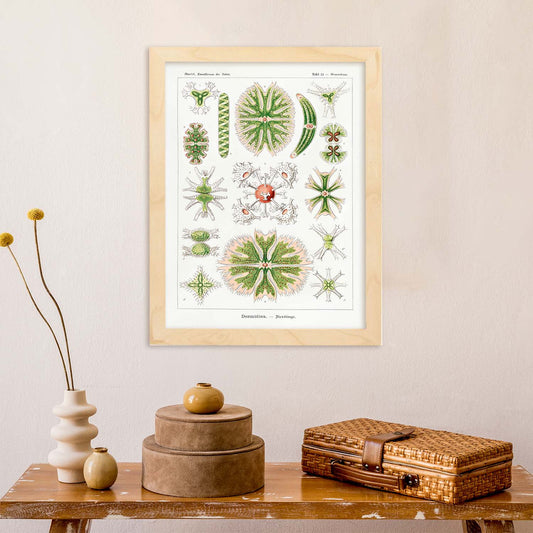Lamina artistica decorativa con ilustración de Desmidiea estilo Vintage-Artwork-Nacnic-Nacnic Estudio SL