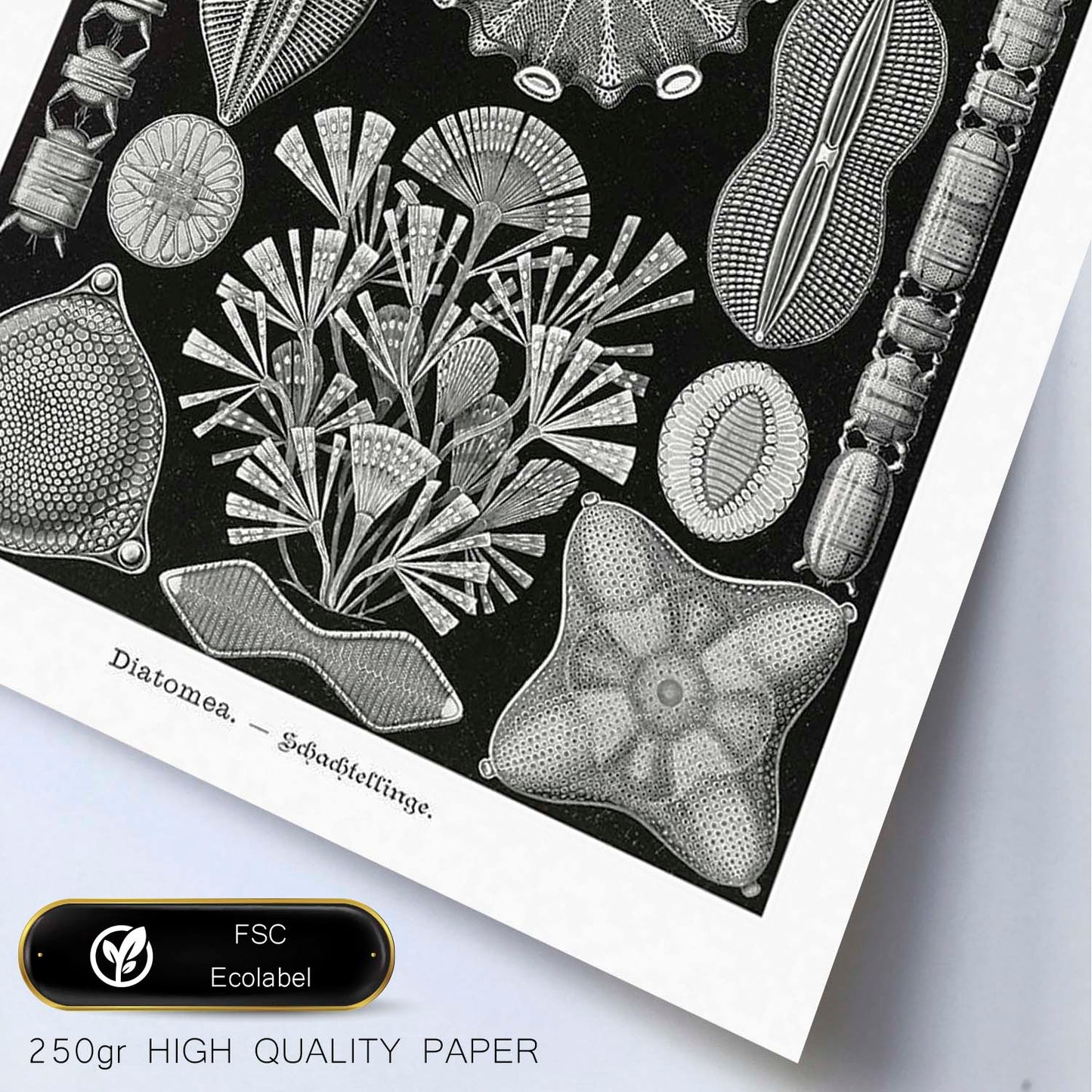 Lamina artistica decorativa con ilustración de Diatomeas estilo Vintage-Artwork-Nacnic-Nacnic Estudio SL