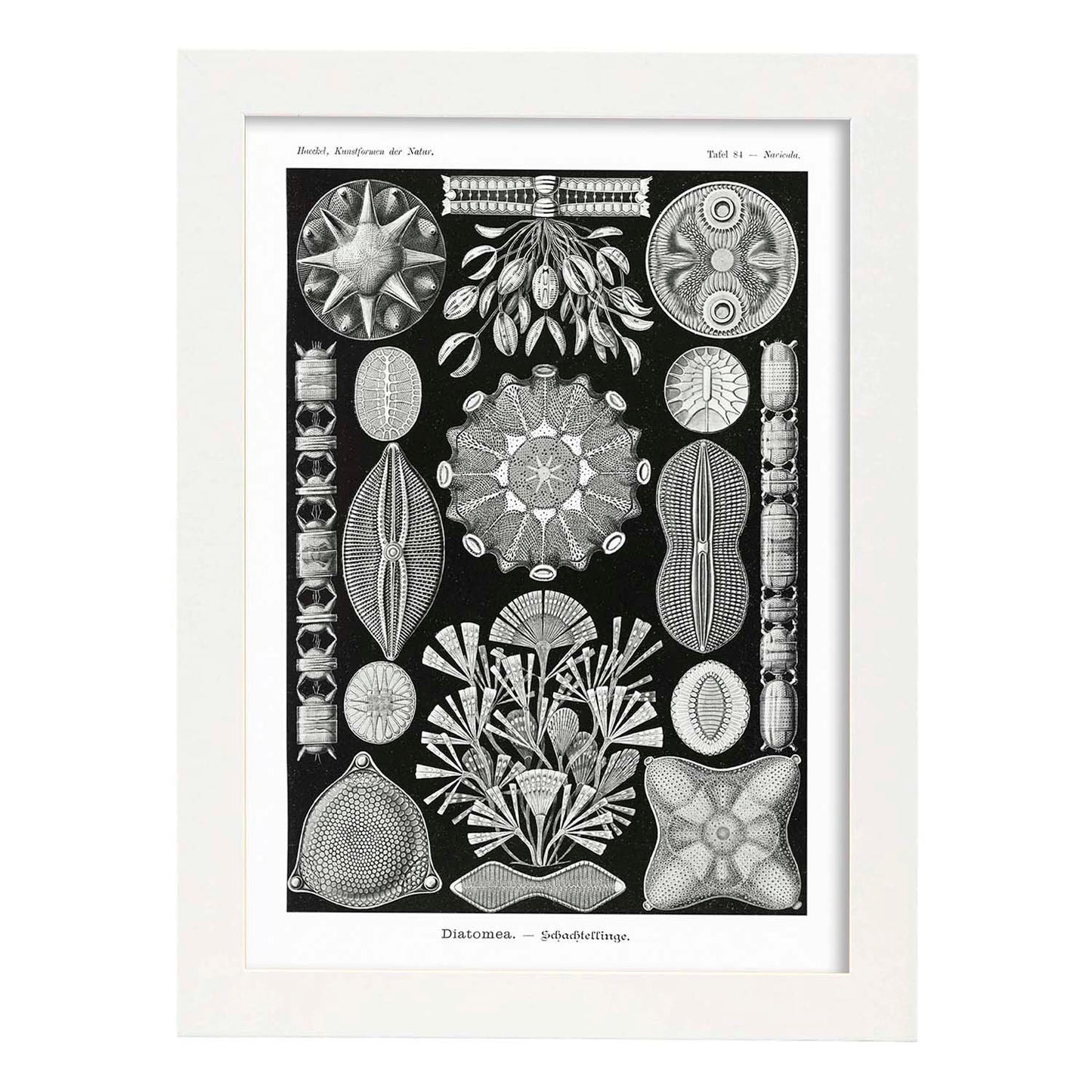 Lamina artistica decorativa con ilustración de Diatomeas estilo Vintage-Artwork-Nacnic-A4-Marco Blanco-Nacnic Estudio SL