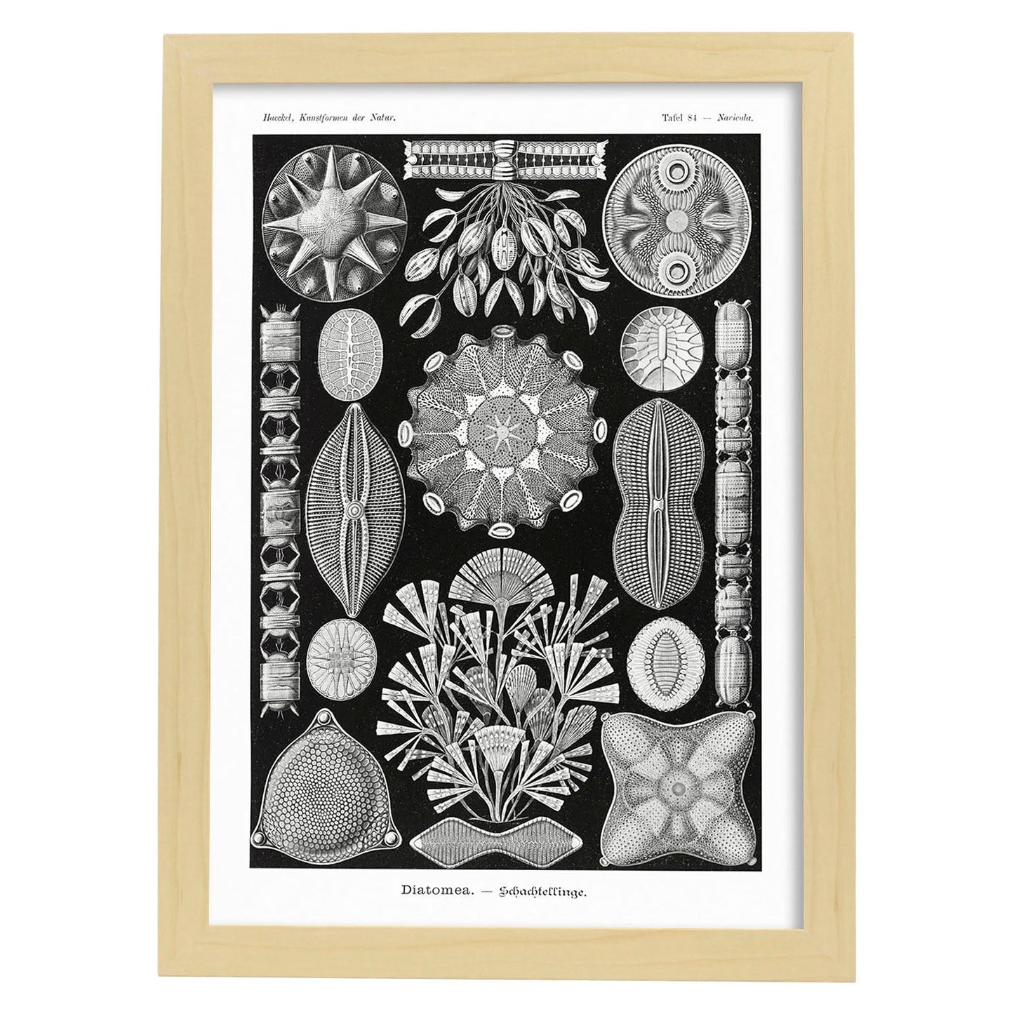 Lamina artistica decorativa con ilustración de Diatomeas estilo Vintage-Artwork-Nacnic-A4-Marco Madera clara-Nacnic Estudio SL