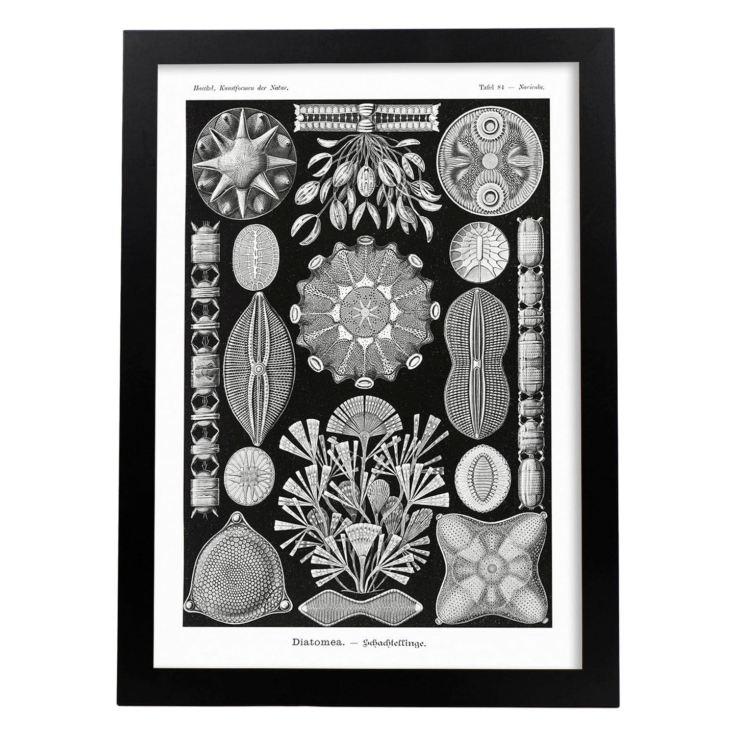 Lamina artistica decorativa con ilustración de Diatomeas estilo Vintage-Artwork-Nacnic-A4-Marco Negro-Nacnic Estudio SL