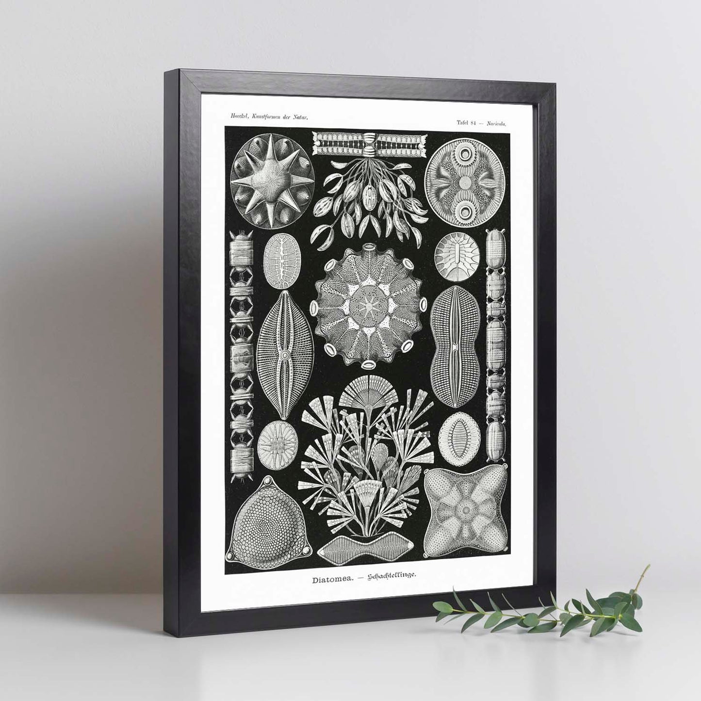 Lamina artistica decorativa con ilustración de Diatomeas estilo Vintage-Artwork-Nacnic-Nacnic Estudio SL