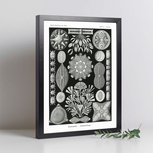 Lamina artistica decorativa con ilustración de Diatomeas estilo Vintage-Artwork-Nacnic-Nacnic Estudio SL