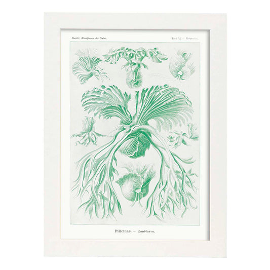 Lamina artistica decorativa con ilustración de Filicinae estilo Vintage-Artwork-Nacnic-A4-Marco Blanco-Nacnic Estudio SL