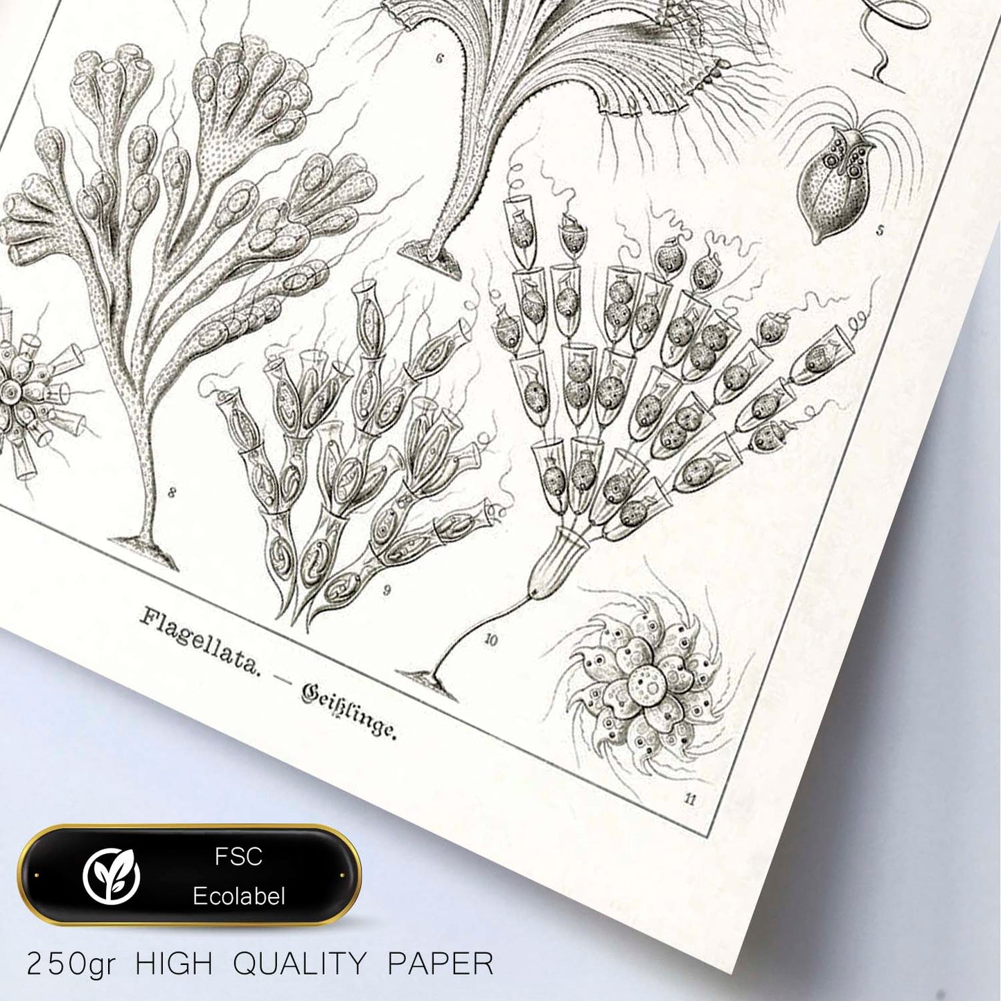 Lamina artistica decorativa con ilustración de Flagelata estilo Vintage-Artwork-Nacnic-Nacnic Estudio SL