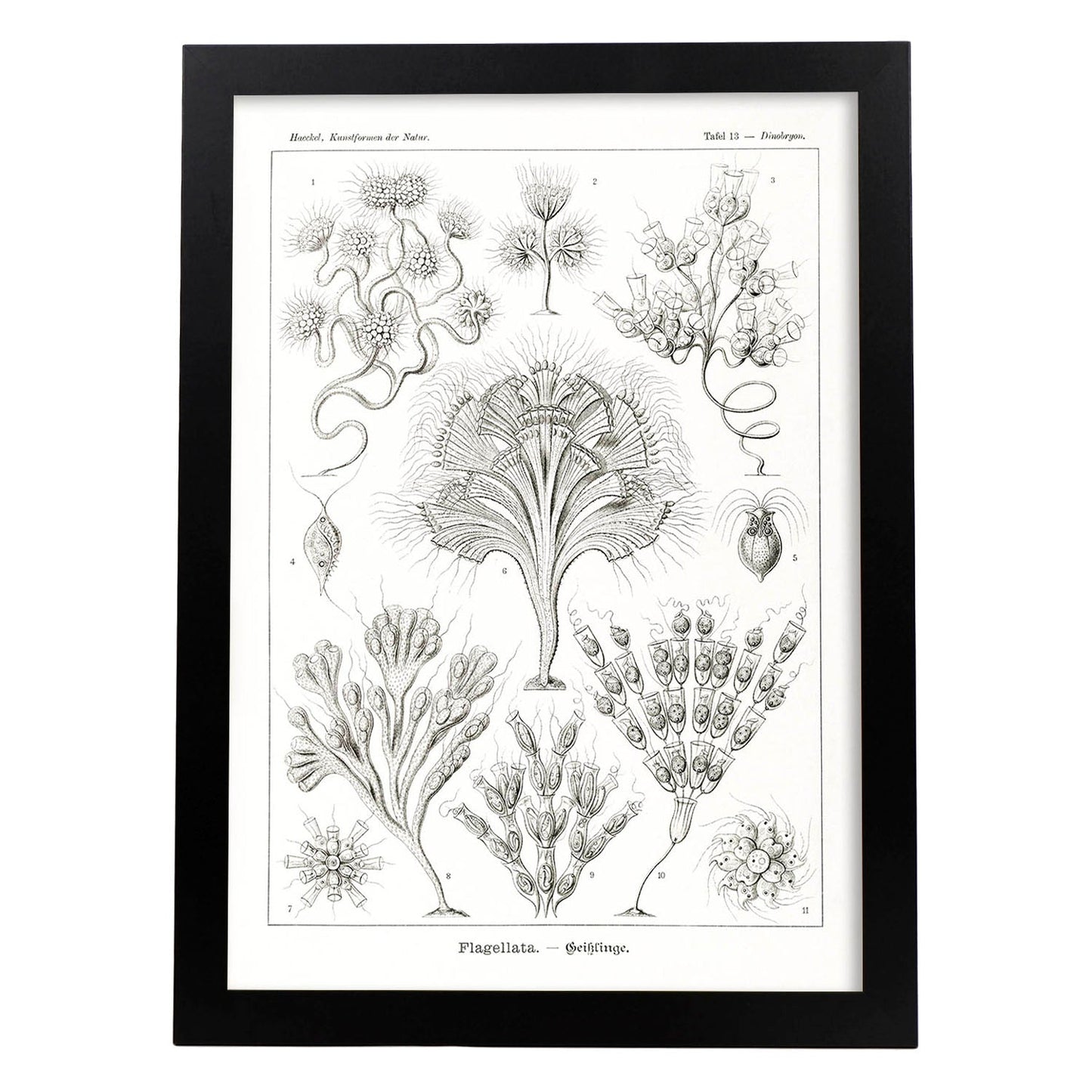 Lamina artistica decorativa con ilustración de Flagelata estilo Vintage-Artwork-Nacnic-A3-Marco Negro-Nacnic Estudio SL