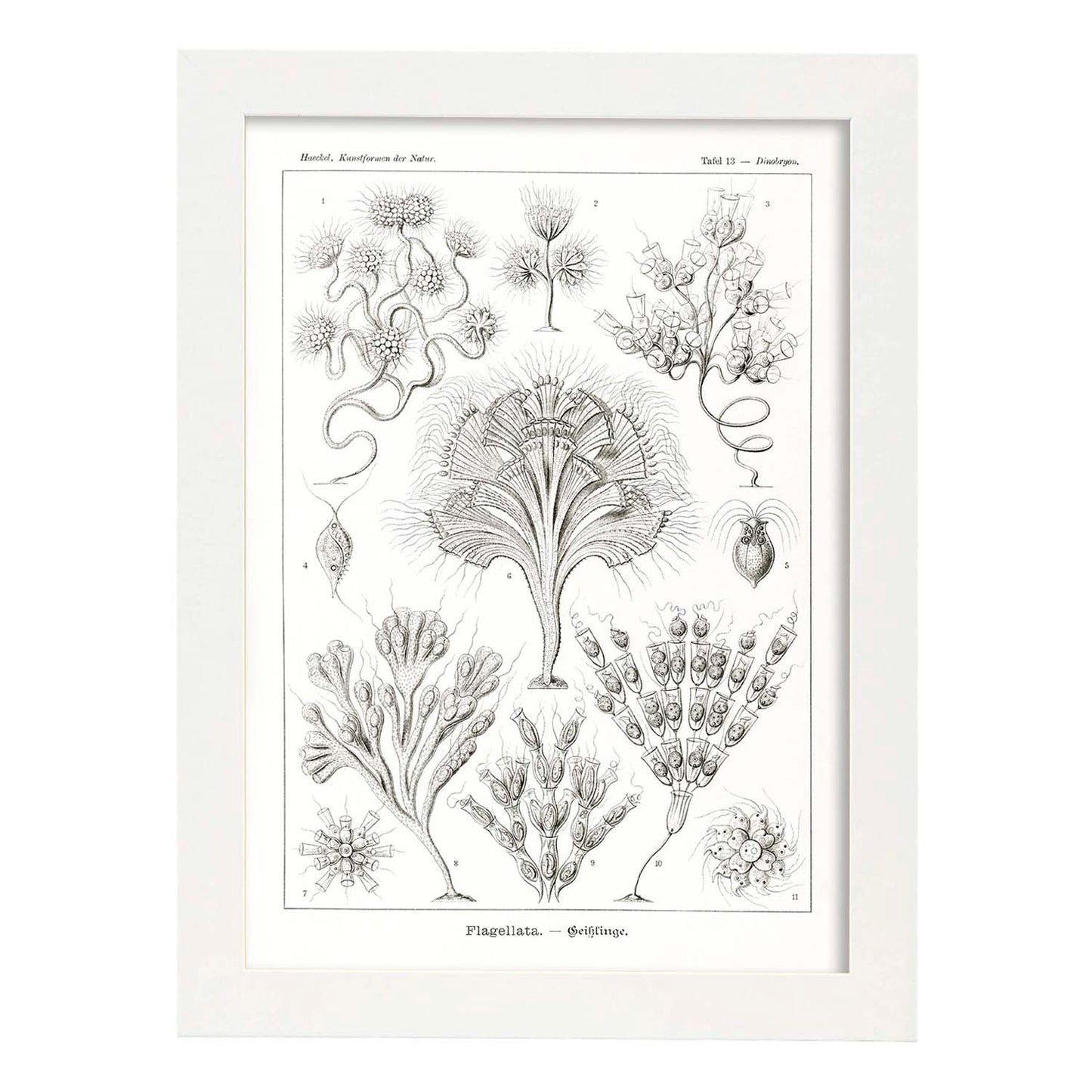 Lamina artistica decorativa con ilustración de Flagelata estilo Vintage-Artwork-Nacnic-A4-Marco Blanco-Nacnic Estudio SL