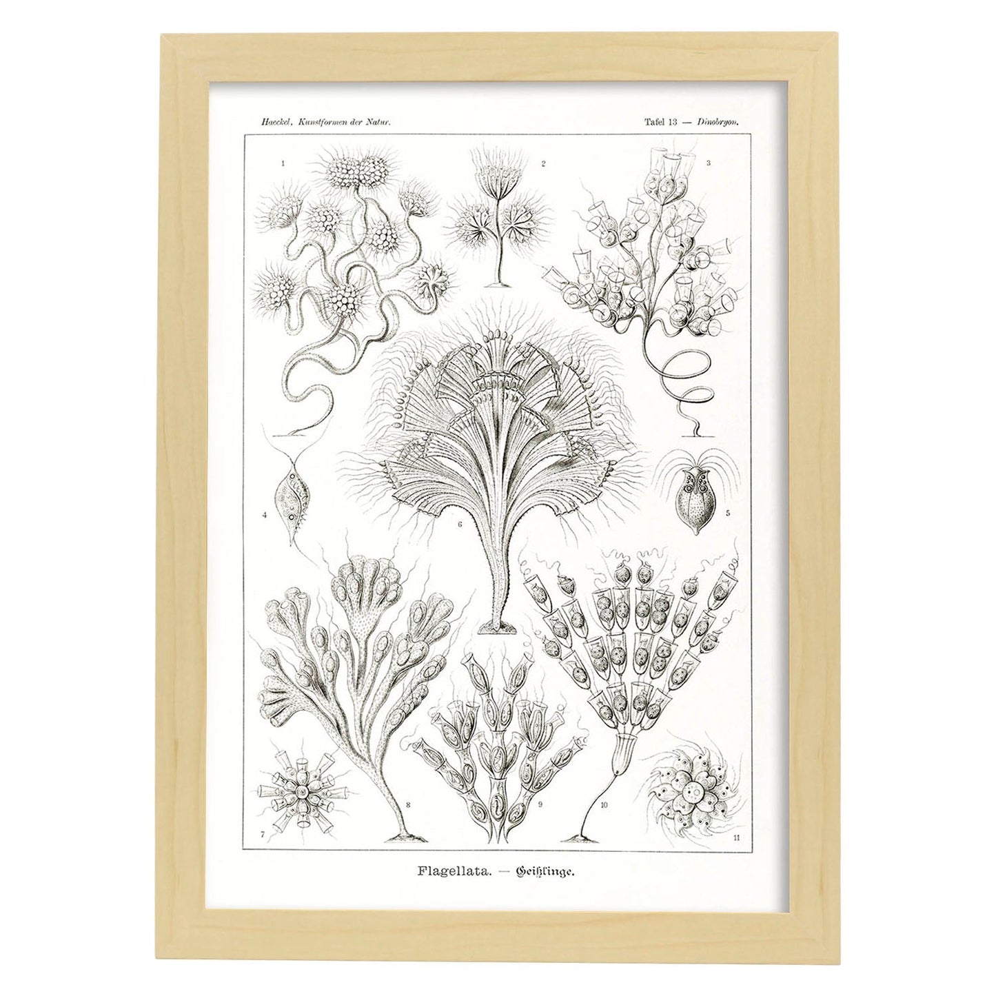 Lamina artistica decorativa con ilustración de Flagelata estilo Vintage-Artwork-Nacnic-A4-Marco Madera clara-Nacnic Estudio SL
