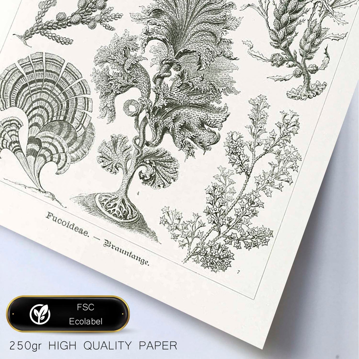 Lamina artistica decorativa con ilustración de Fucoideae estilo Vintage-Artwork-Nacnic-Nacnic Estudio SL